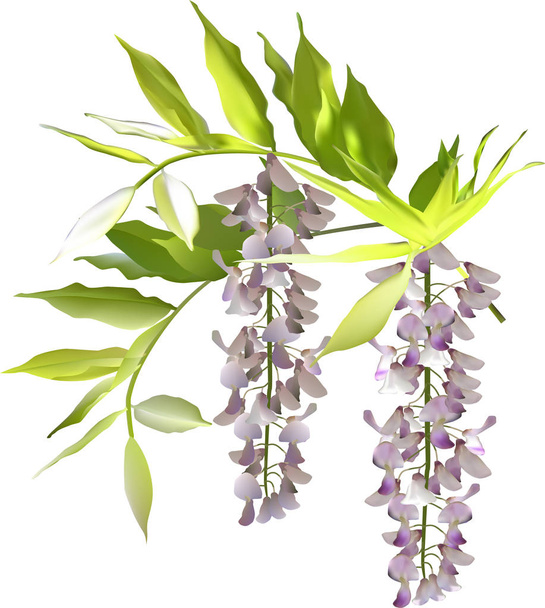 Illustration mit leichten kleinen Blüten auf weißem Hintergrund - Vektor, Bild