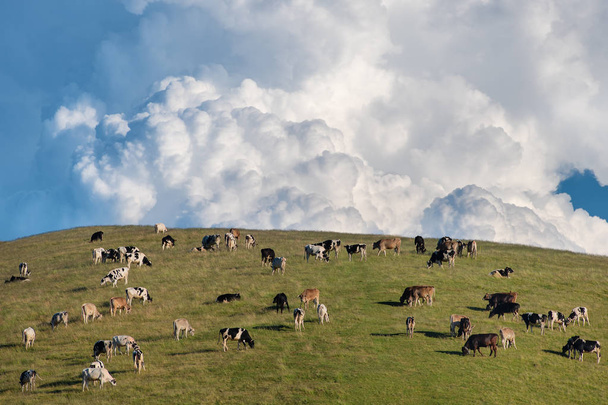 Krávy, pasoucí se v pohoří Bergamo v Lombardie Itálie. - Fotografie, Obrázek