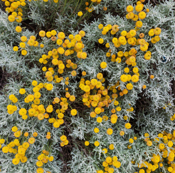 Santolina chamaecyparissus, pianta medicinale tradizionale selvatica con fiori gialli
 - Foto, immagini