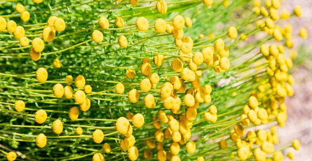 Santolina chamaecyparissus, pianta medicinale tradizionale selvatica con fiori gialli
 - Foto, immagini