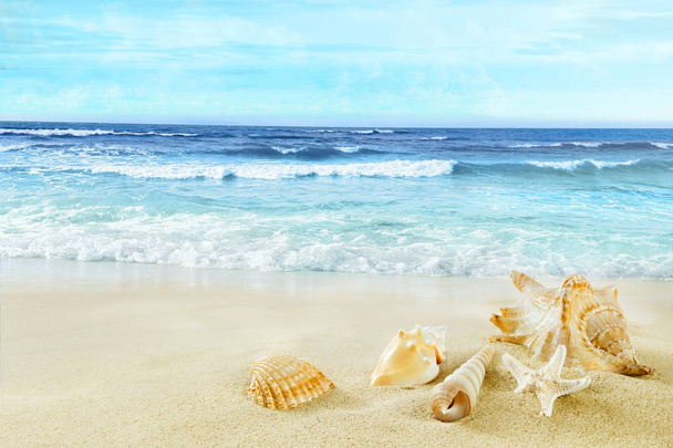 Вид на пляж с раковинами в песке
. - Фото, изображение