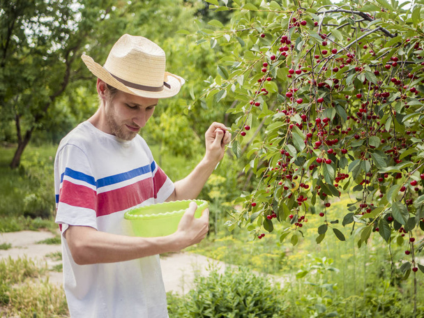young man in casual clothes and summer hat gathering berries in the garden with basket - Photo, Image