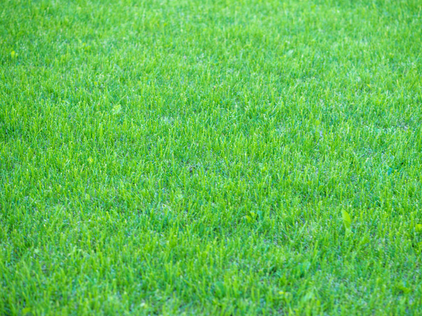 gazon vert terrain de soccer fond
 - Photo, image
