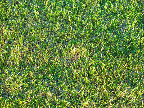 Green grass soccer field background - Photo, Image