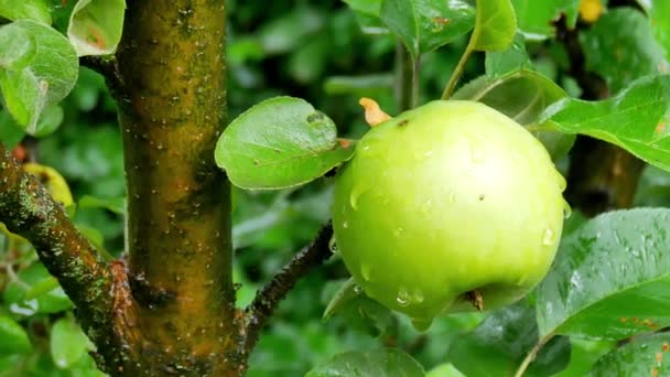 Lluvia de verano en el jardín con manzanas
 - Imágenes, Vídeo