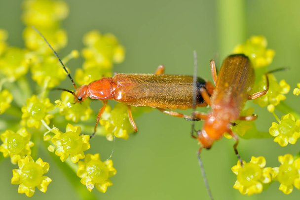 Mating season in insects.Insects are very active during the day. - Photo, Image