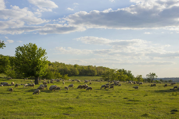 eine Herde Ziegen und Schafe. Tiere grasen auf der Wiese. Almen in Europa. - Foto, Bild