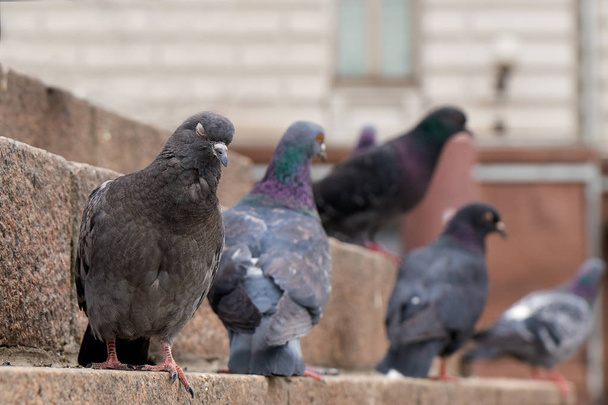Sleeping pigeon sitting on the granite steps in Moscow - Photo, Image