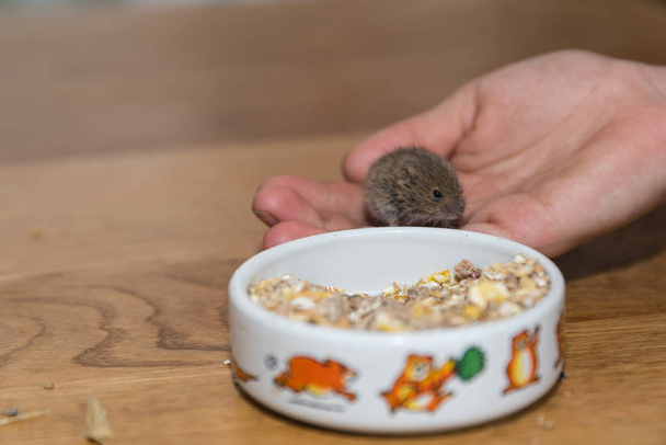 Child's hand is holding a small gray field mouse, in front of it feed bowl - Photo, Image