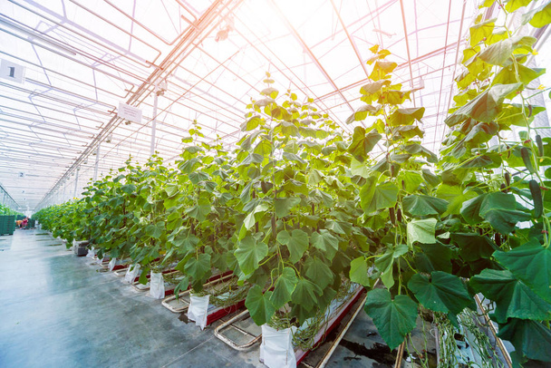 Rows of cucumbers grown in a greenhouse.  - Foto, Imagen
