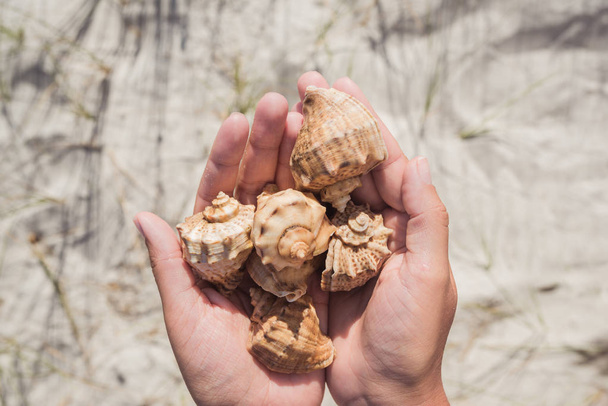 Shells in the hands on the background of sand - Photo, Image