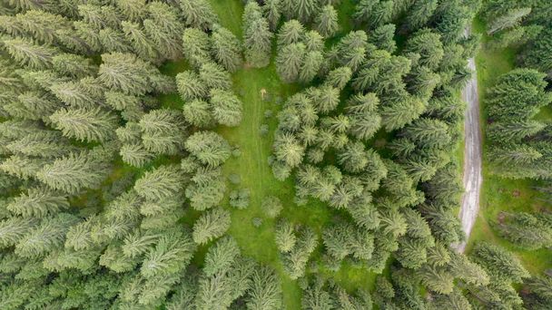 Spar bos, bovenaanzicht van drone. - Foto, afbeelding