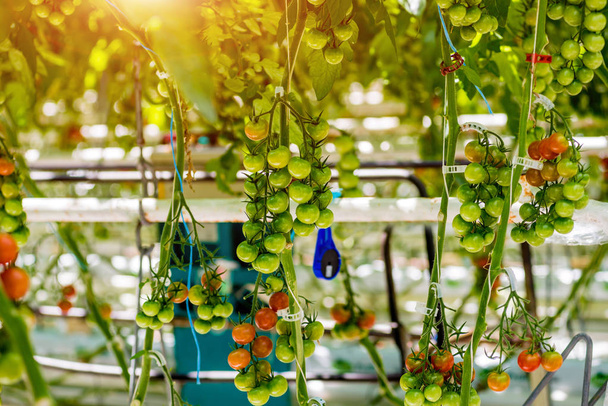 Modern greenhouse with tomato plants. Agricultural background. - Zdjęcie, obraz