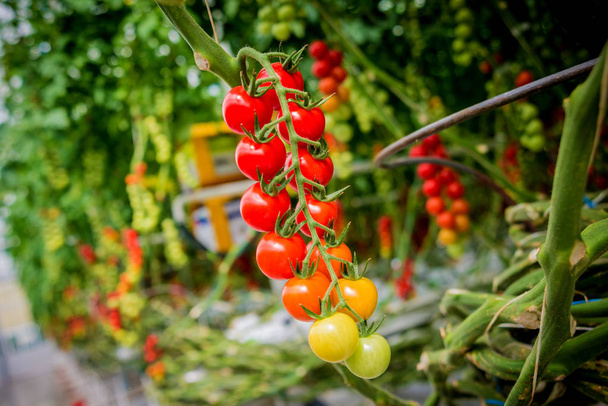 Beautiful red ripe tomatoes grown in a greenhouse. - Foto, afbeelding