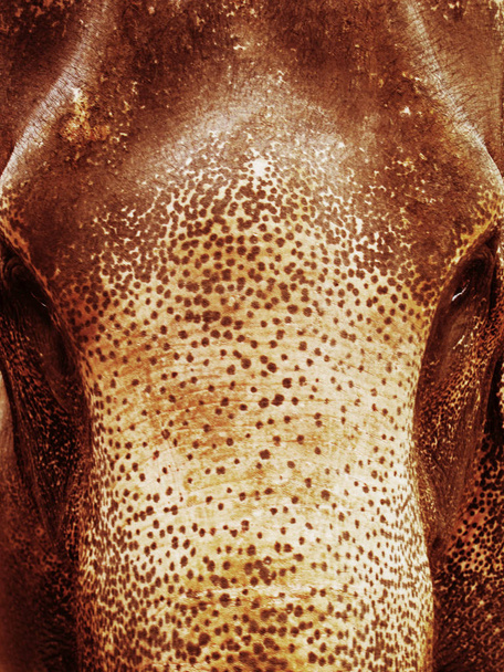 πρόσωπο σέπια ελέφαντας γκρο πλαν - Φωτογραφία, εικόνα