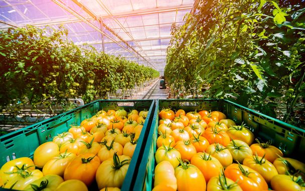 Beautiful yellow tomatoes grown in a greenhouse. - Foto, Imagem