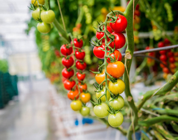 Beautiful red ripe tomatoes grown in a greenhouse. - Photo, image
