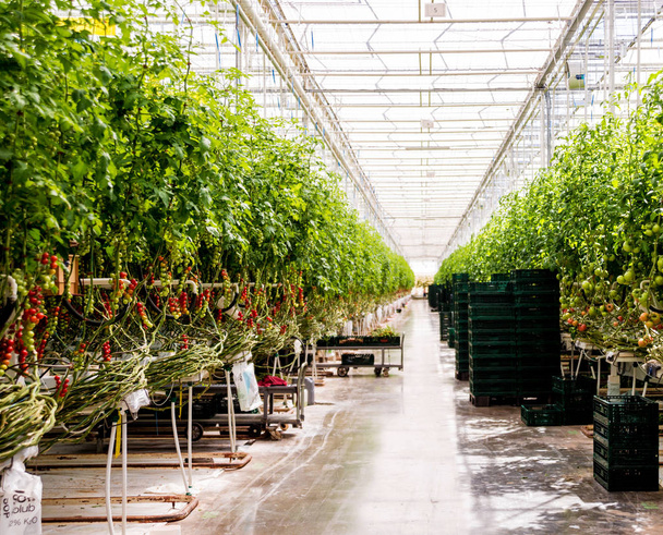 Modern greenhouse with tomato plants. Agricultural background. - Photo, image