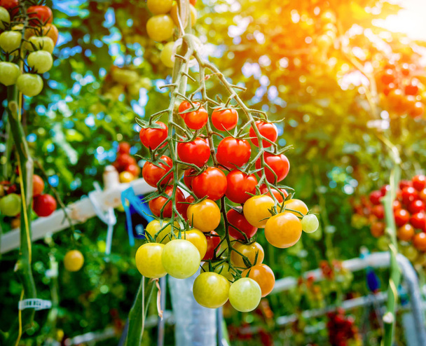 Beautiful red ripe tomatoes grown in a greenhouse. - Zdjęcie, obraz