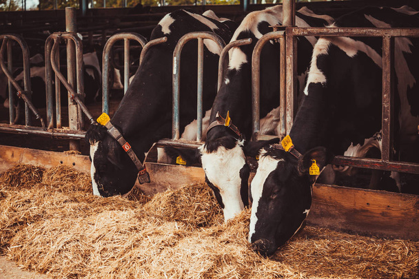 Cows on Farm. agriculture industry - Fotografie, Obrázek