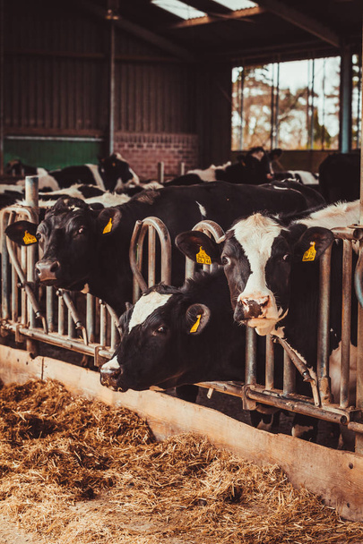 Cows in a farm. Dairy cows. Cowshed - Fotó, kép