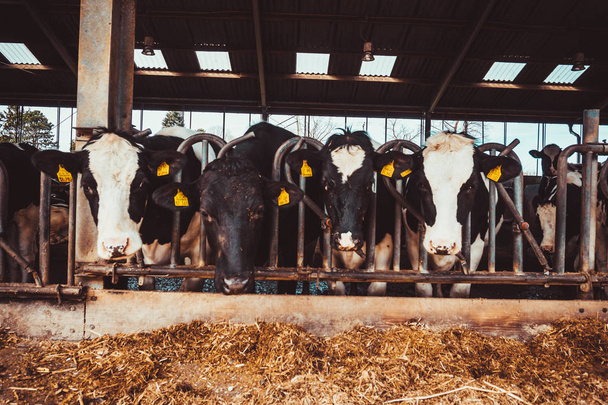 Cows in a farm. Dairy cows. Cowshed - Foto, Imagem
