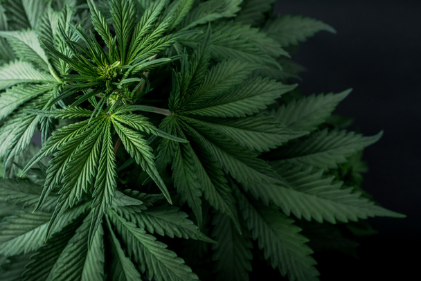 Cannabispflanze, schöne Pflanzenblätter auf dunklem Hintergrund - Foto, Bild