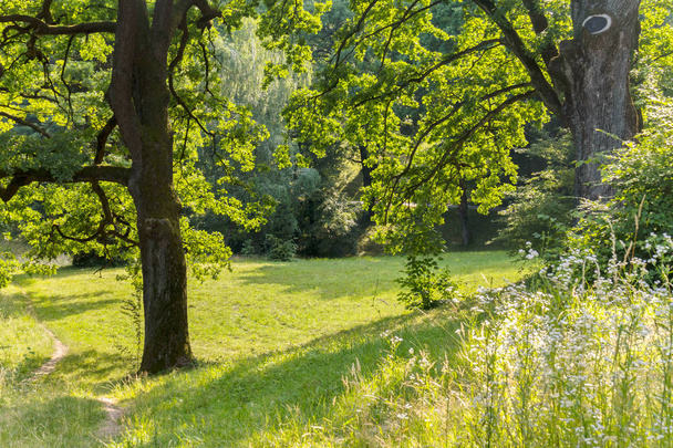 Прекрасная зеленая лесная поляна между двумя огромными деревьями. Место для пикника и отдыха
 - Фото, изображение