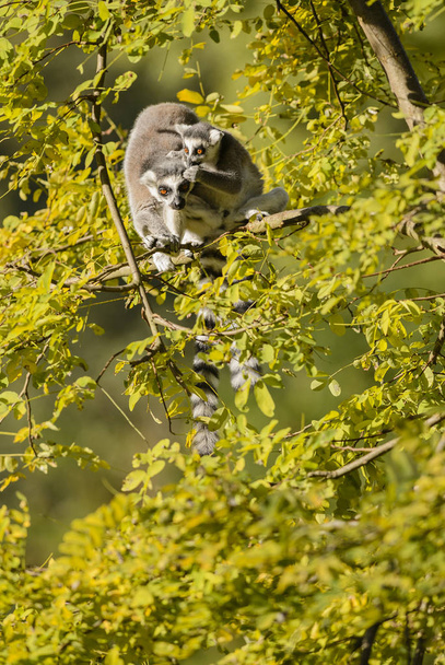 Lemur dalla coda ad anello - Lemur catta, bellissimo lemure delle foreste del Madagascar meridionale
. - Foto, immagini