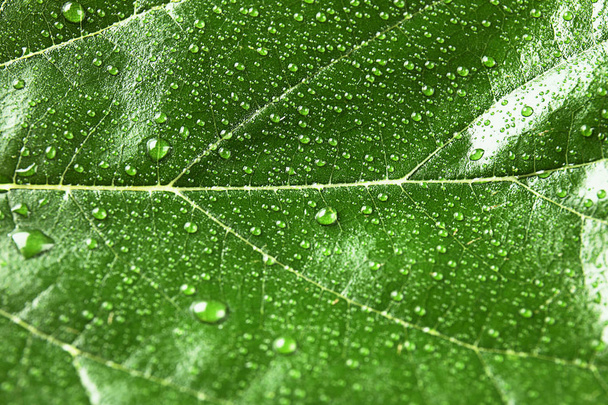 Beautiful green leaf with water drops, closeup - 写真・画像