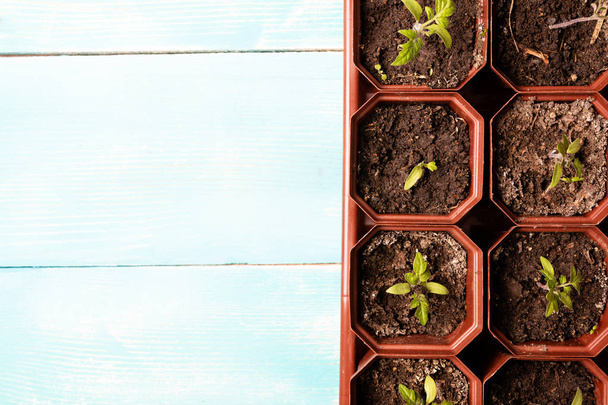 rijen van tomaat zaailingen in bruine vierkante potten, op blauwe houten achtergrond - Foto, afbeelding