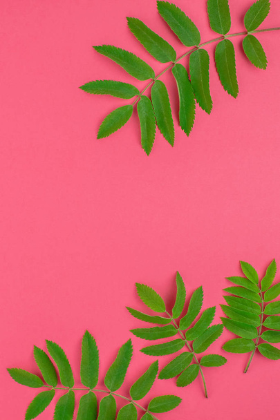 新鮮な緑のナナカマドと創造的なフラット レイアウト平面図パターン葉最小限ダブルトーン ポップアートのスタイル、テキストのフレーム テンプレートにコピー スペースと明るいピンクの背景に - 写真・画像