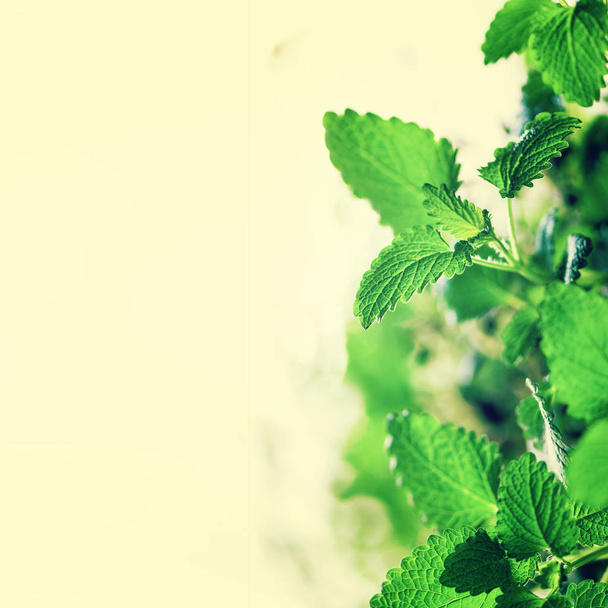 Green organic mint on light background, selective focus. Banner. Copy space. Mint leaves with sunny leaks, bokeh. - Foto, Bild