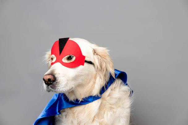White golden retriever with a red hero mask and blue cape against a grey seamless background - Photo, Image