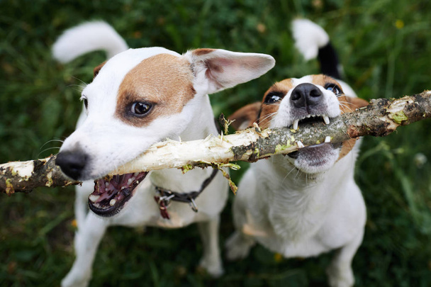 Jack russells fight over stick - Photo, Image