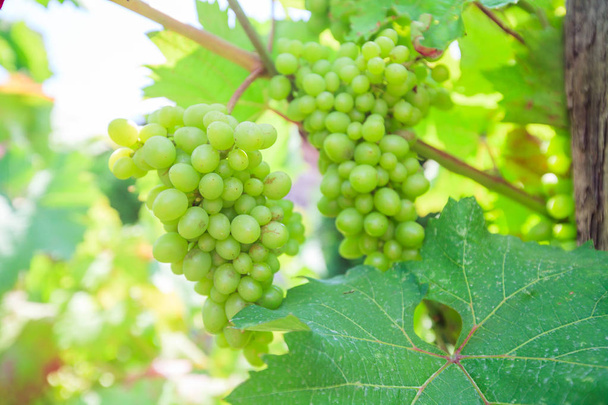 nezralá větve zelené hrozny na vinici v letním dni - Fotografie, Obrázek