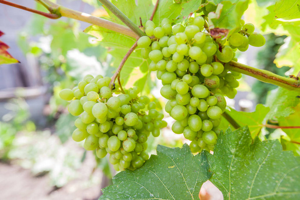 unripe branches of green grapes in vineyard at summer day - Photo, Image
