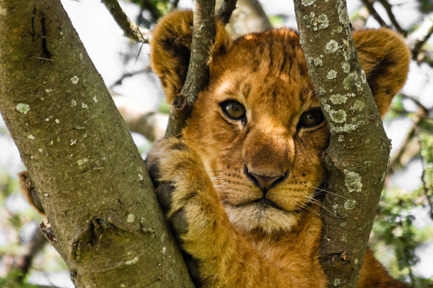 schattig Leeuw cub portret - Foto, afbeelding