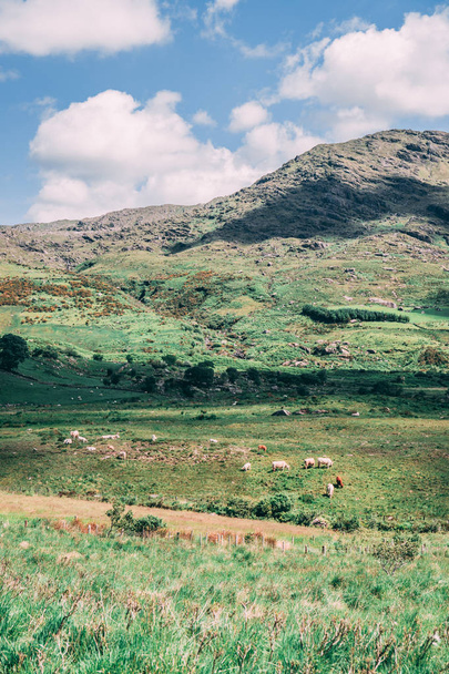 Vihreät niityt ja vuoret nähtynä Healy Passista, 12 kilometrin pituinen reitti hiusneulaa kääntyy mutkien läpi Corkin kreivikunnan ja Kerryn kreivikunnan rajojen Irlannissa
 - Valokuva, kuva