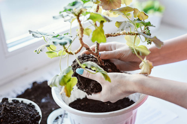 Las manos de las mujeres sosteniendo la flor de geranio con la raíz y el suelo, el trasplante en una olla nueva, fertilizante, cuidado casero de la planta
. - Foto, imagen