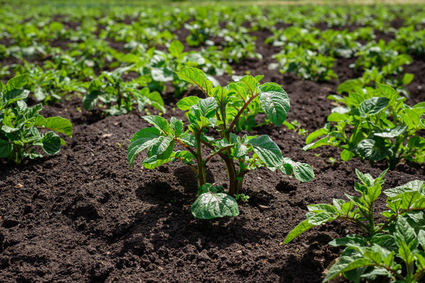 Plantation de jeunes pousses de pommes de terre dans un champ avec sol noir
. - Photo, image