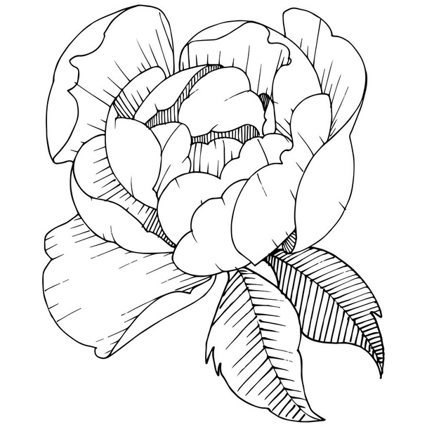 Peony flower in a vector style isolated. Vector flower for background, texture, wrapper pattern, frame or border. - Vetor, Imagem