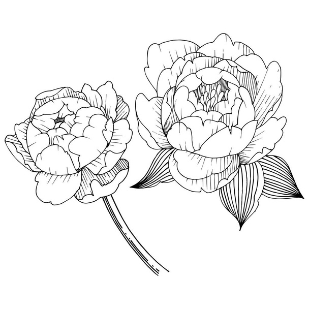 Pfingstrose Blume in einem Vektor-Stil isoliert. Vektorblume für Hintergrund, Textur, Wrappermuster, Rahmen oder Rahmen. - Vektor, Bild