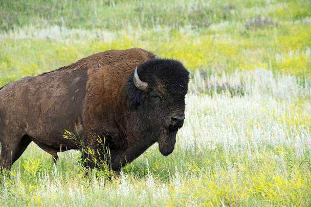 Bison heard at CUster State Park in the Black Hills of South Dakota - Photo, Image