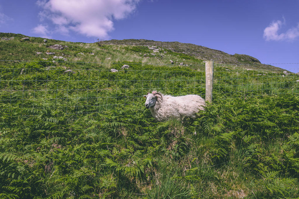 Ovejas en la cima de Caherconree, una montaña de 835 metros de altura en la península de Dingle en el condado de Kerry, Irlanda, el segundo pico más alto de las montañas Slieve Mish
. - Foto, Imagen