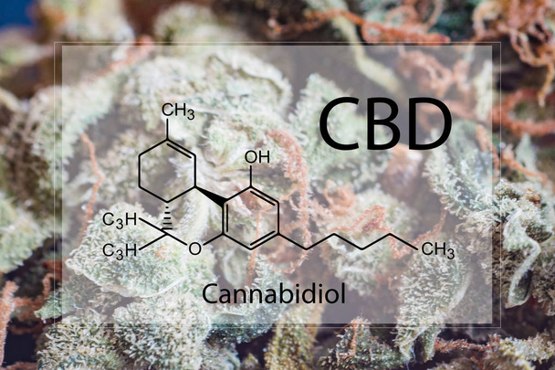 CBD Cannabidiol formula non psychoactive cannabis buds marijuana - Фото, изображение