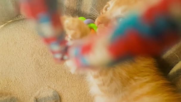 Happy baby kat spelen met een slinger baby speelgoed. - Video