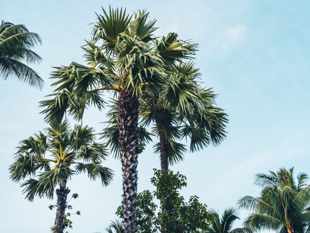 Piękne tropikalne palmy kokosowe drzewo na tle niebieskiego nieba - Zdjęcie, obraz