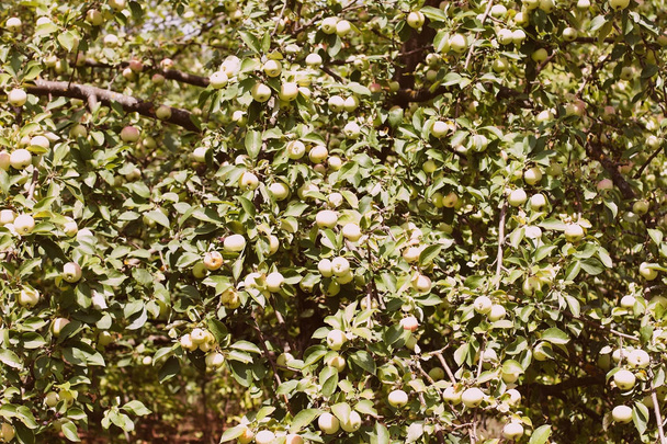 Zrání jablek na stromě zavřít nahoru, slunečný den. Foto ze zralých jablek na stromě, plody apple pozadí. Selektivní focusr - Fotografie, Obrázek