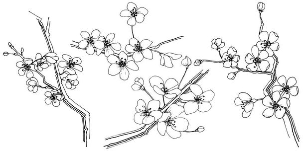 Sakura in a vector style isolated. Full name of the plant: sakura. Vector flower for background, texture, wrapper pattern, frame or border. - Vector, imagen
